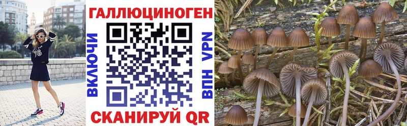 Псилоцибиновые грибы Psilocybe  где продают   Ленинградская 